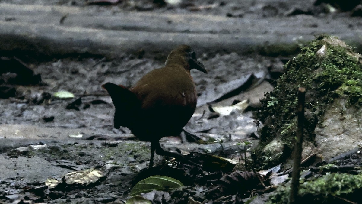 Madagascar Forest Rail - ML656624557