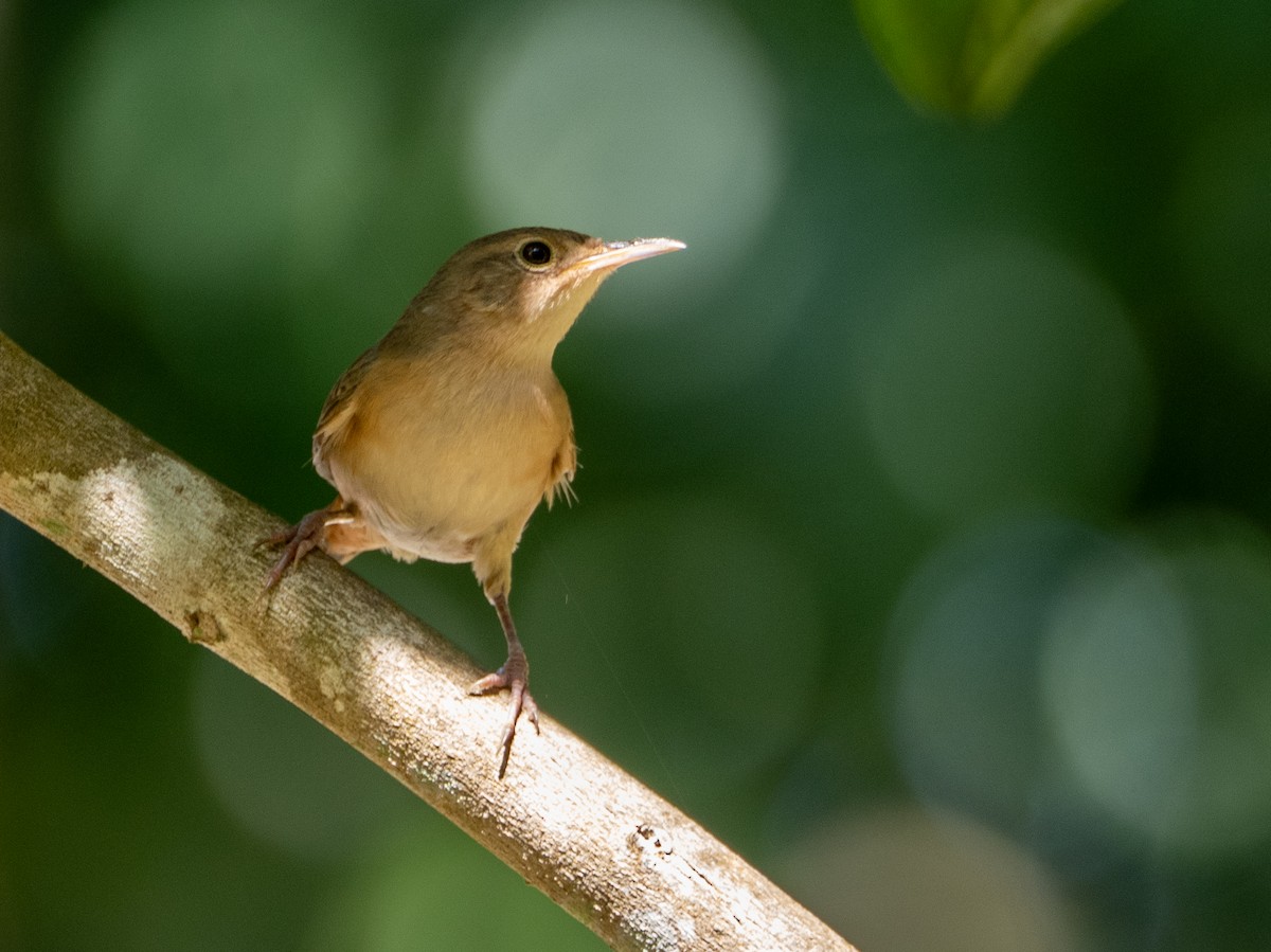 Southern House Wren - ML656625533