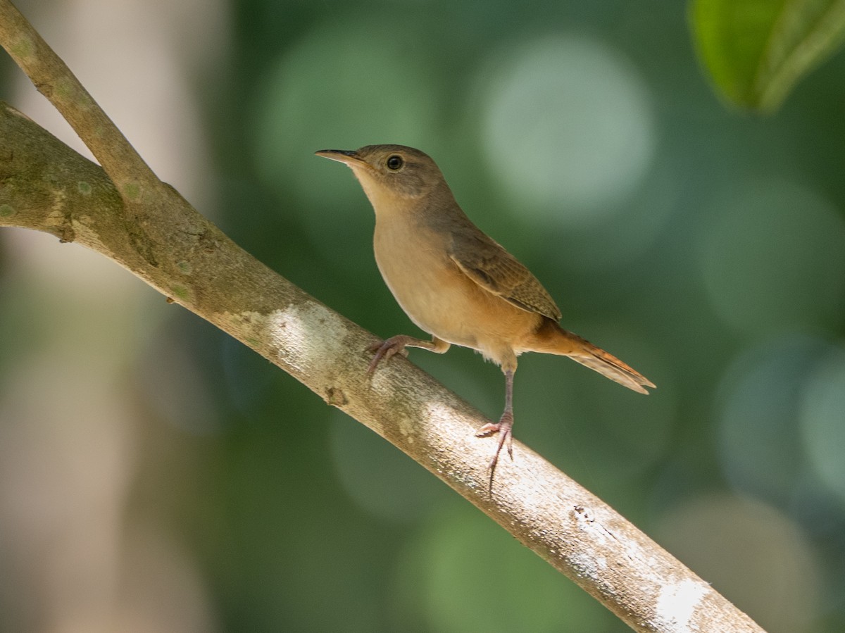 Southern House Wren - ML656625534
