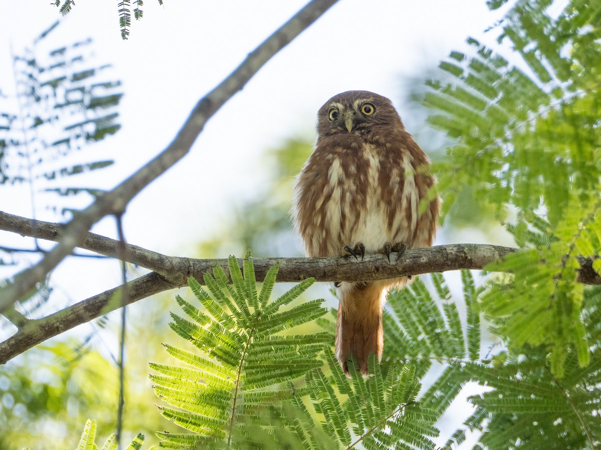 Ferruginous Pygmy-Owl - ML656625558