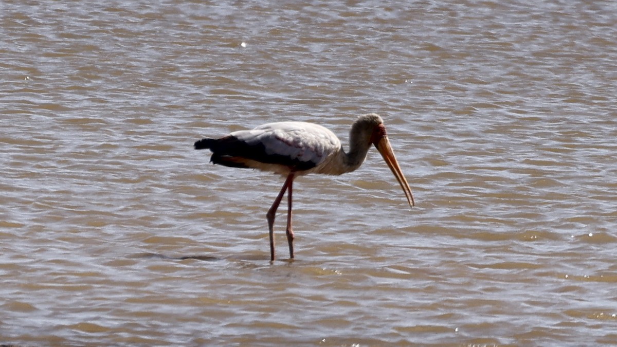 Yellow-billed Stork - ML656625566
