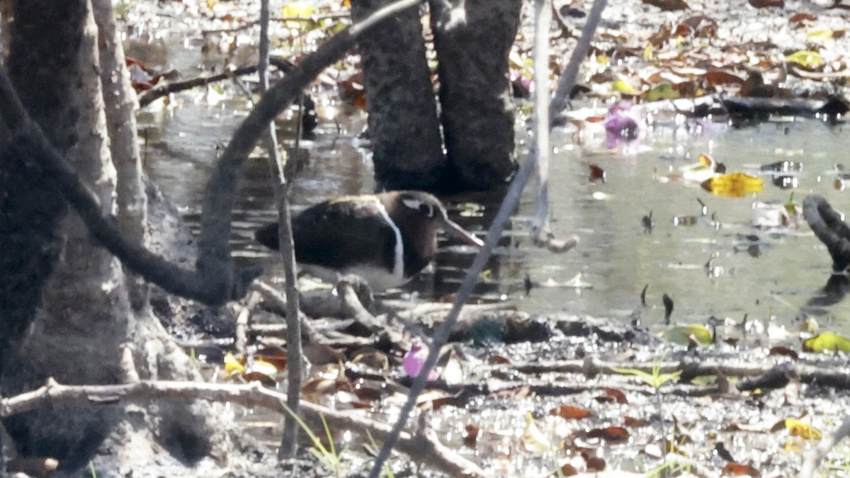 riksesnipe - ML656625860