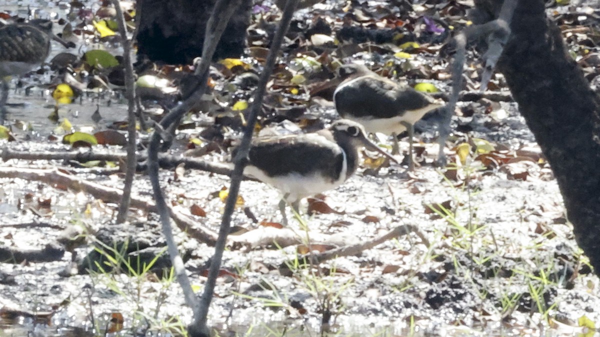 riksesnipe - ML656625861