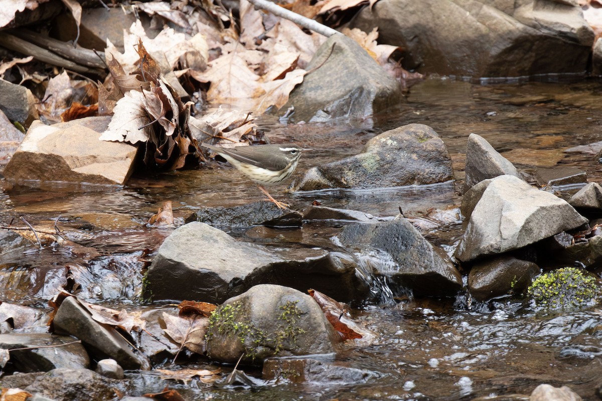 Louisiana Waterthrush - ML656625863