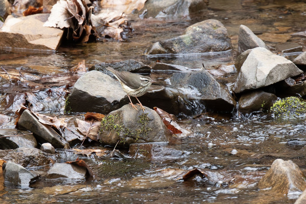 Louisiana Waterthrush - ML656625865
