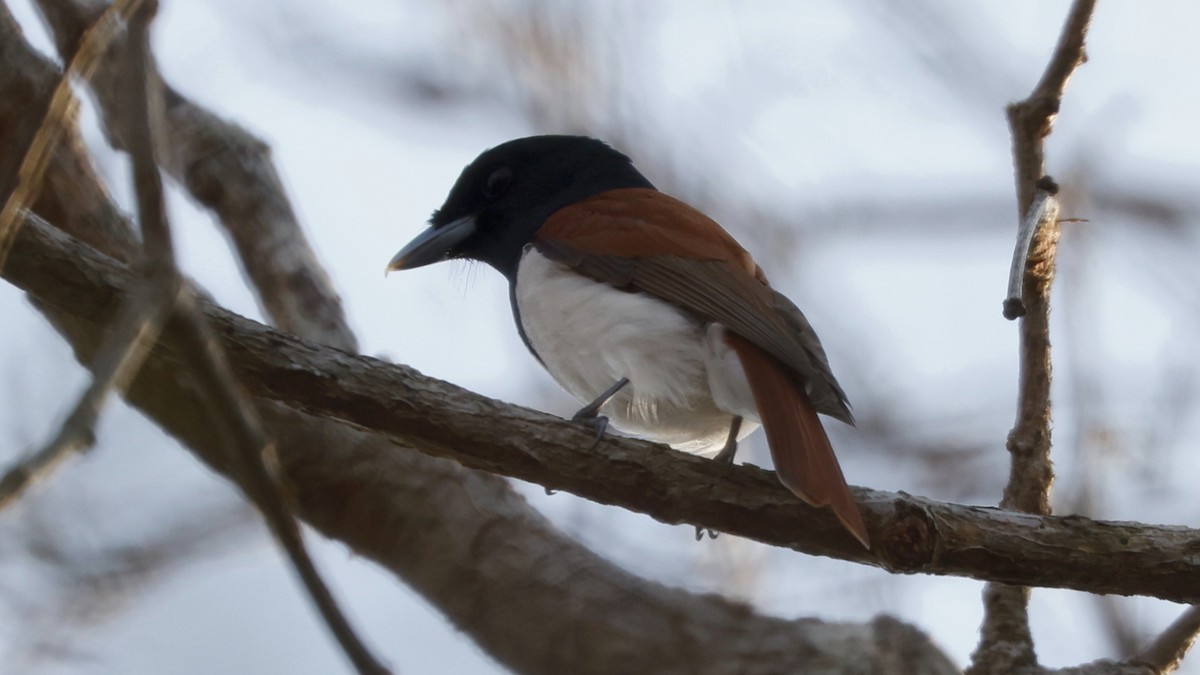 Rufous Vanga - ML656625890