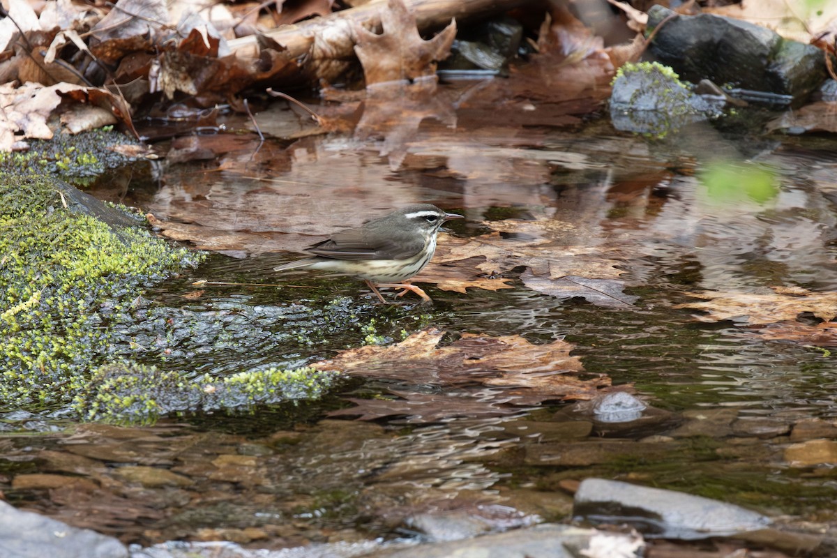 Louisiana Waterthrush - ML656625945