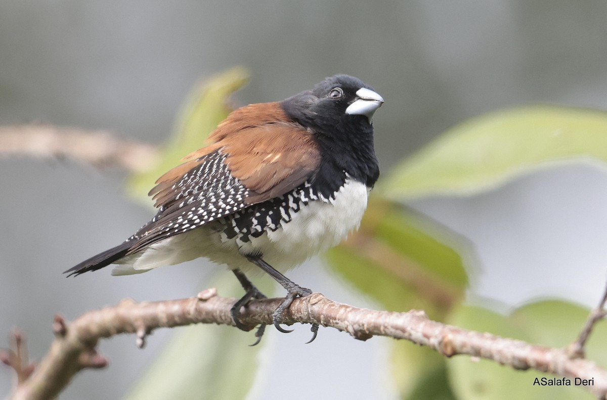 svarthodemannikin (nigriceps/woltersi) (brunryggmannikin) - ML656627098