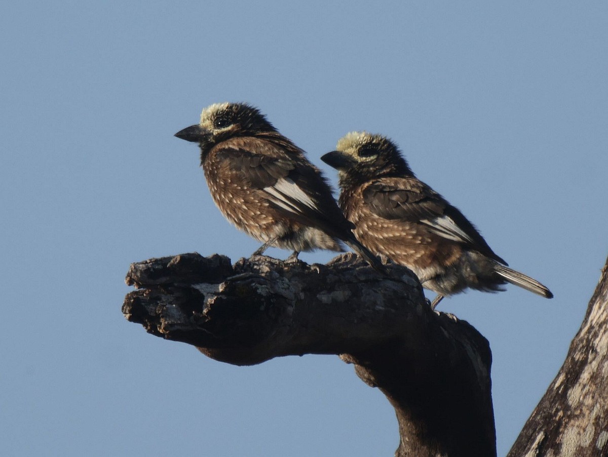 Whyte's Barbet - ML656627372