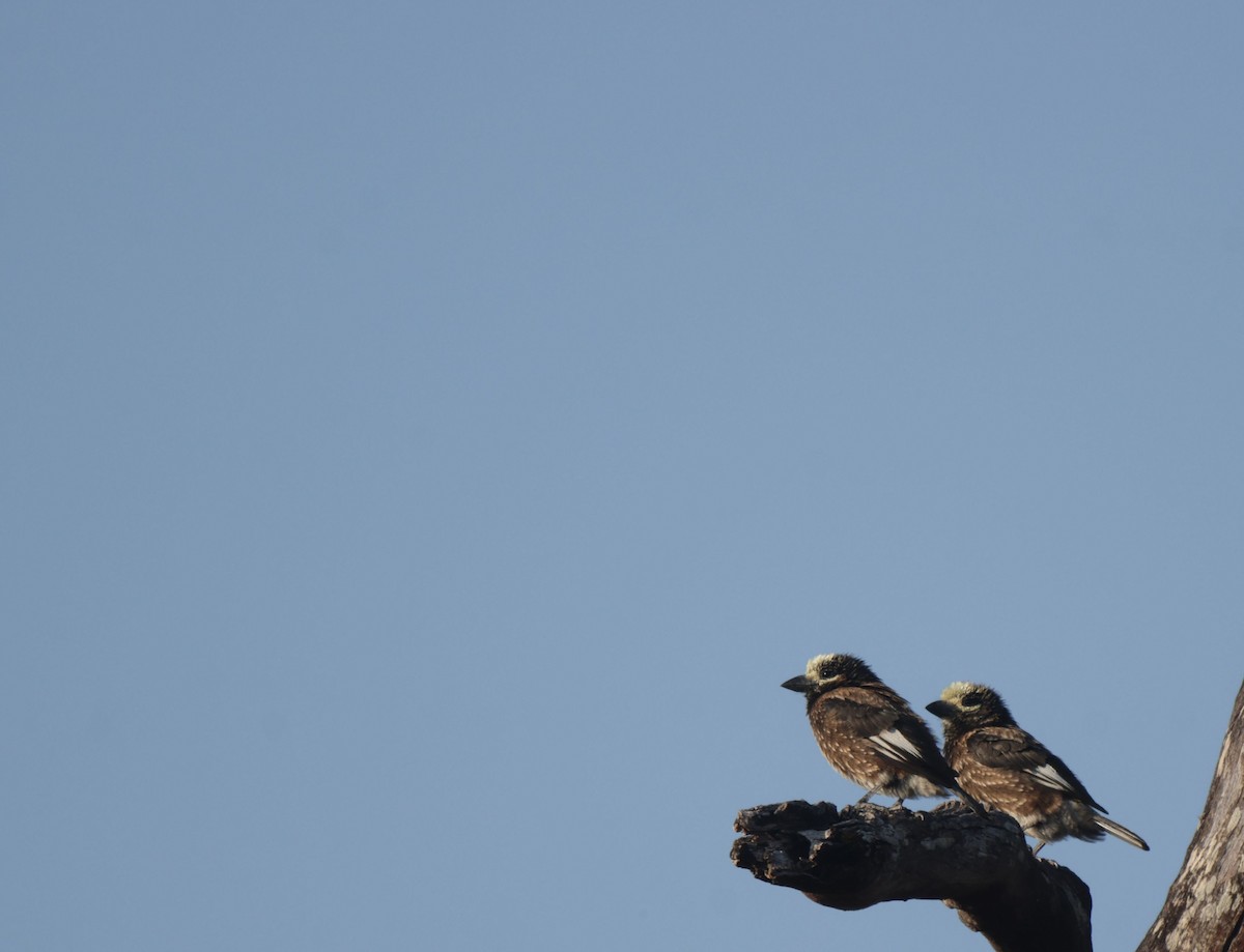 Whyte's Barbet - ML656627373