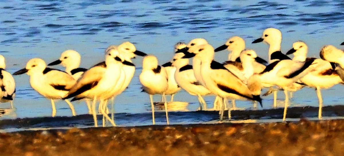 Crab-Plover - ML656627400