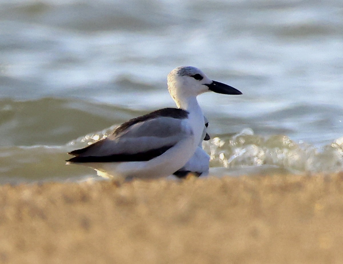 Crab-Plover - ML656627404