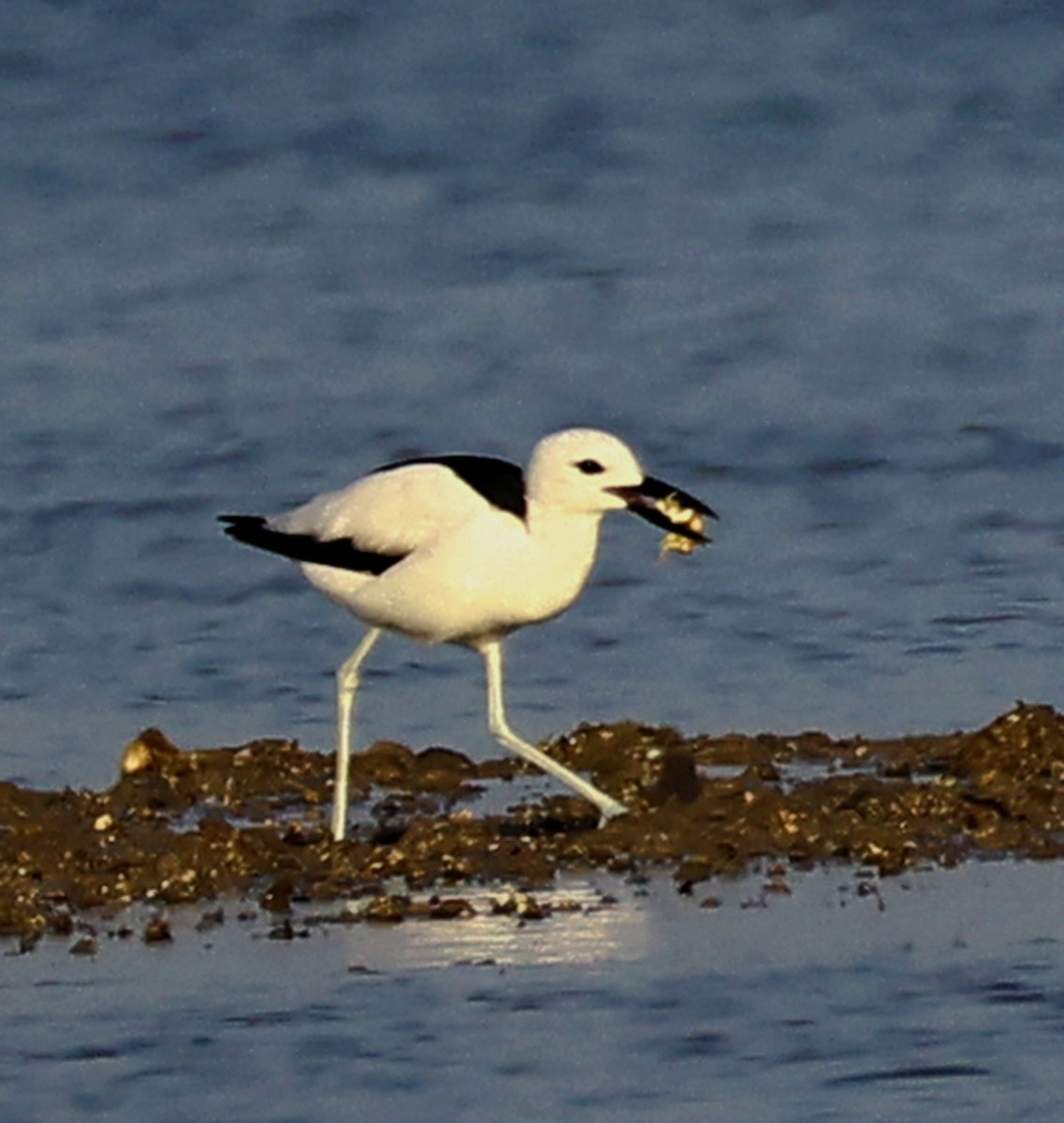 Crab-Plover - ML656627405
