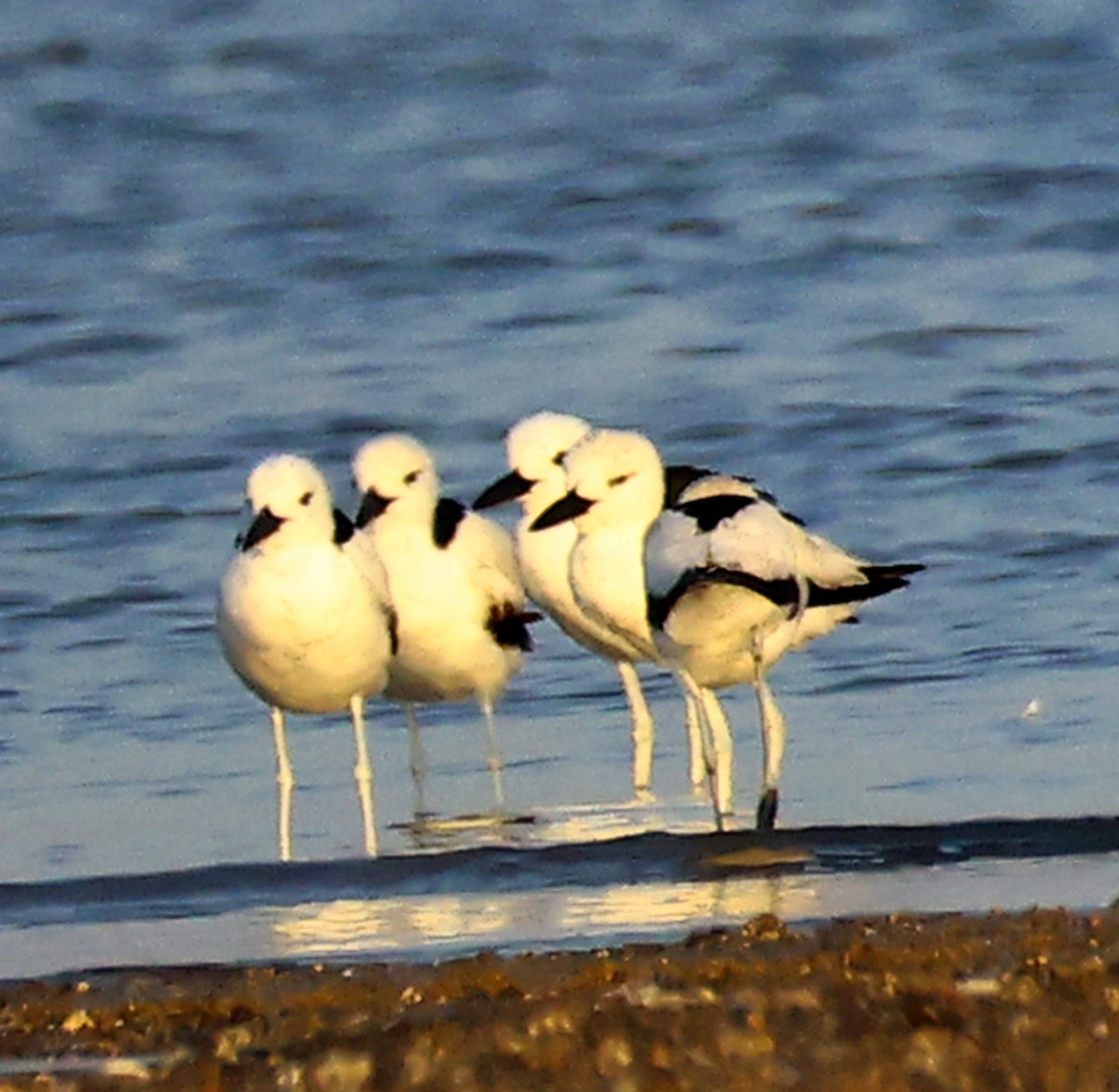 Crab-Plover - ML656627406