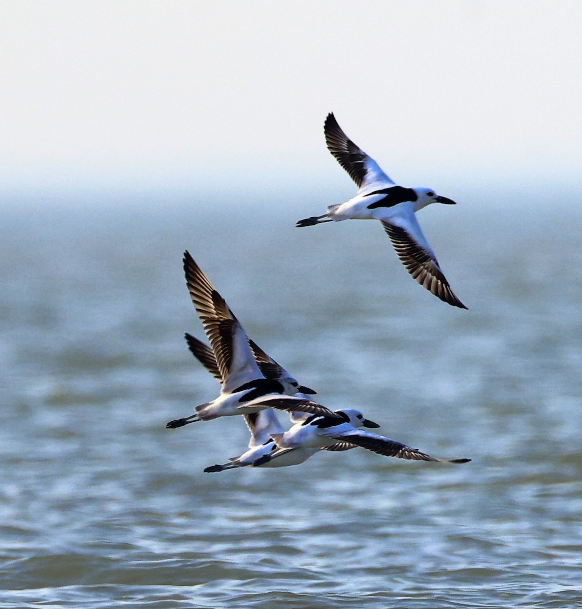 Crab-Plover - ML656627407