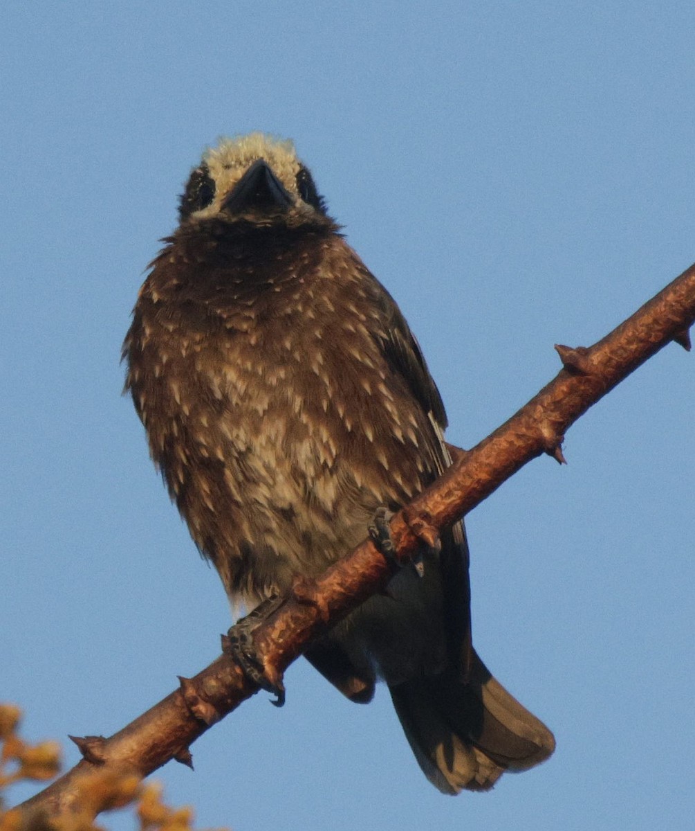 Whyte's Barbet - ML656627459