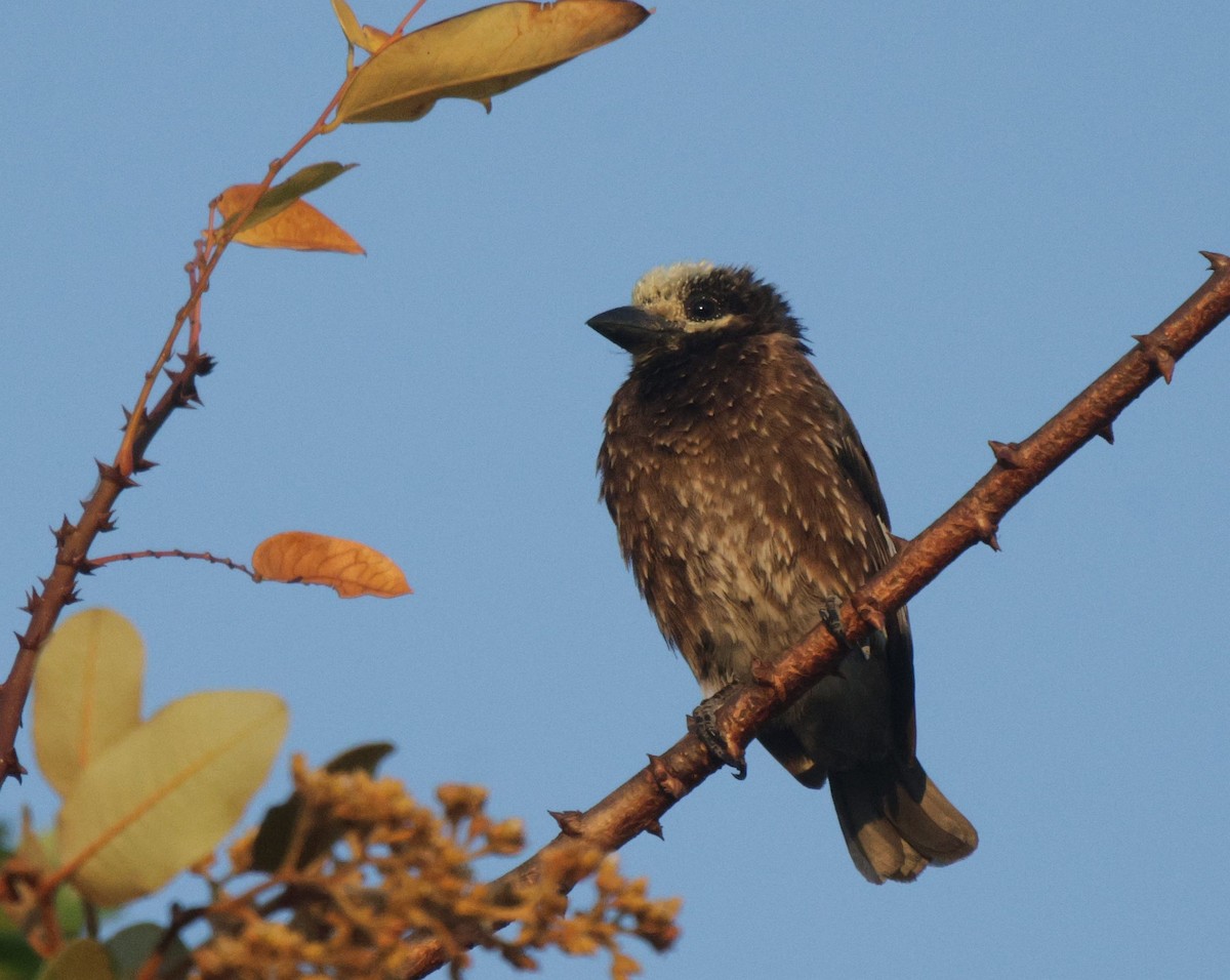 Whyte's Barbet - ML656627460