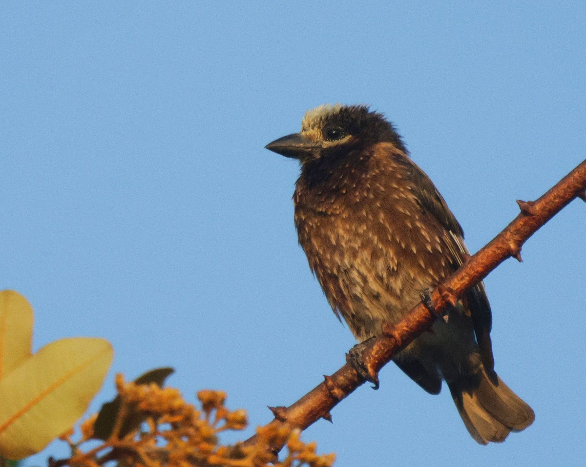 Whyte's Barbet - ML656627461
