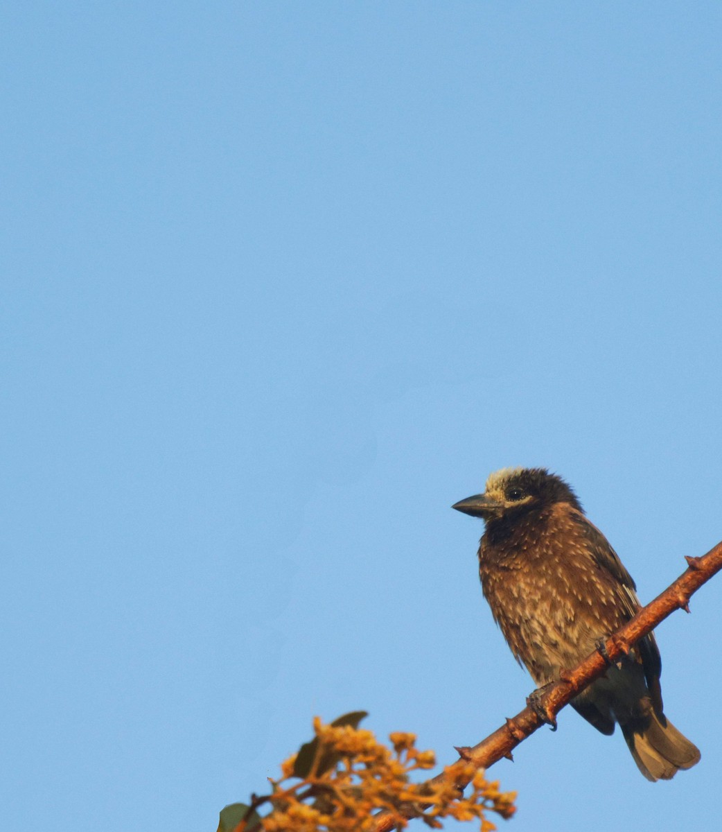 Whyte's Barbet - ML656627462