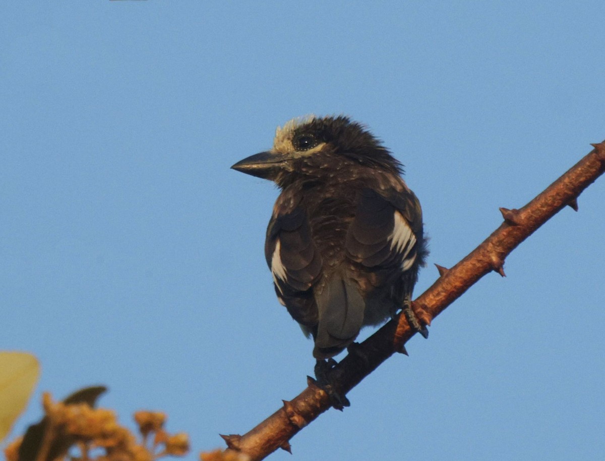 Whyte's Barbet - ML656627463