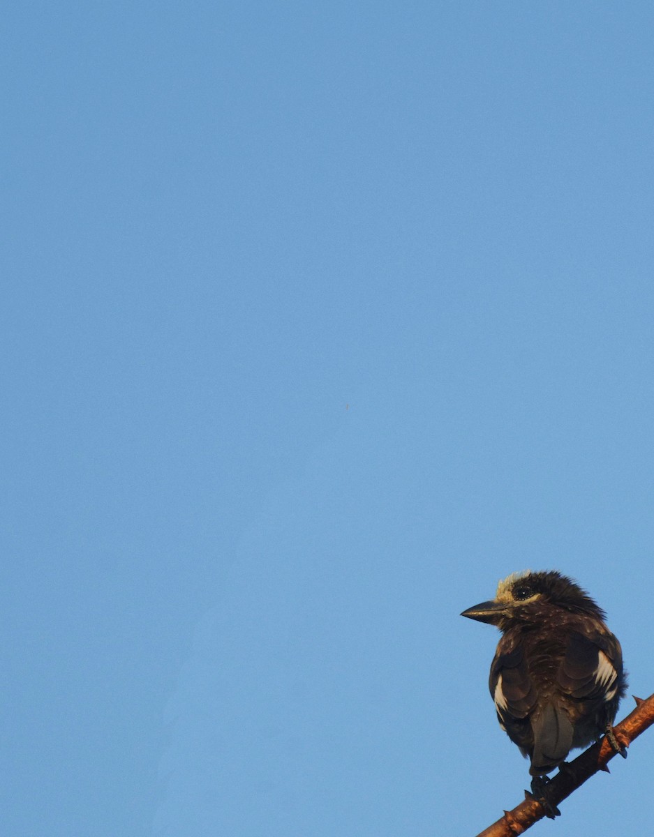 Whyte's Barbet - ML656627464