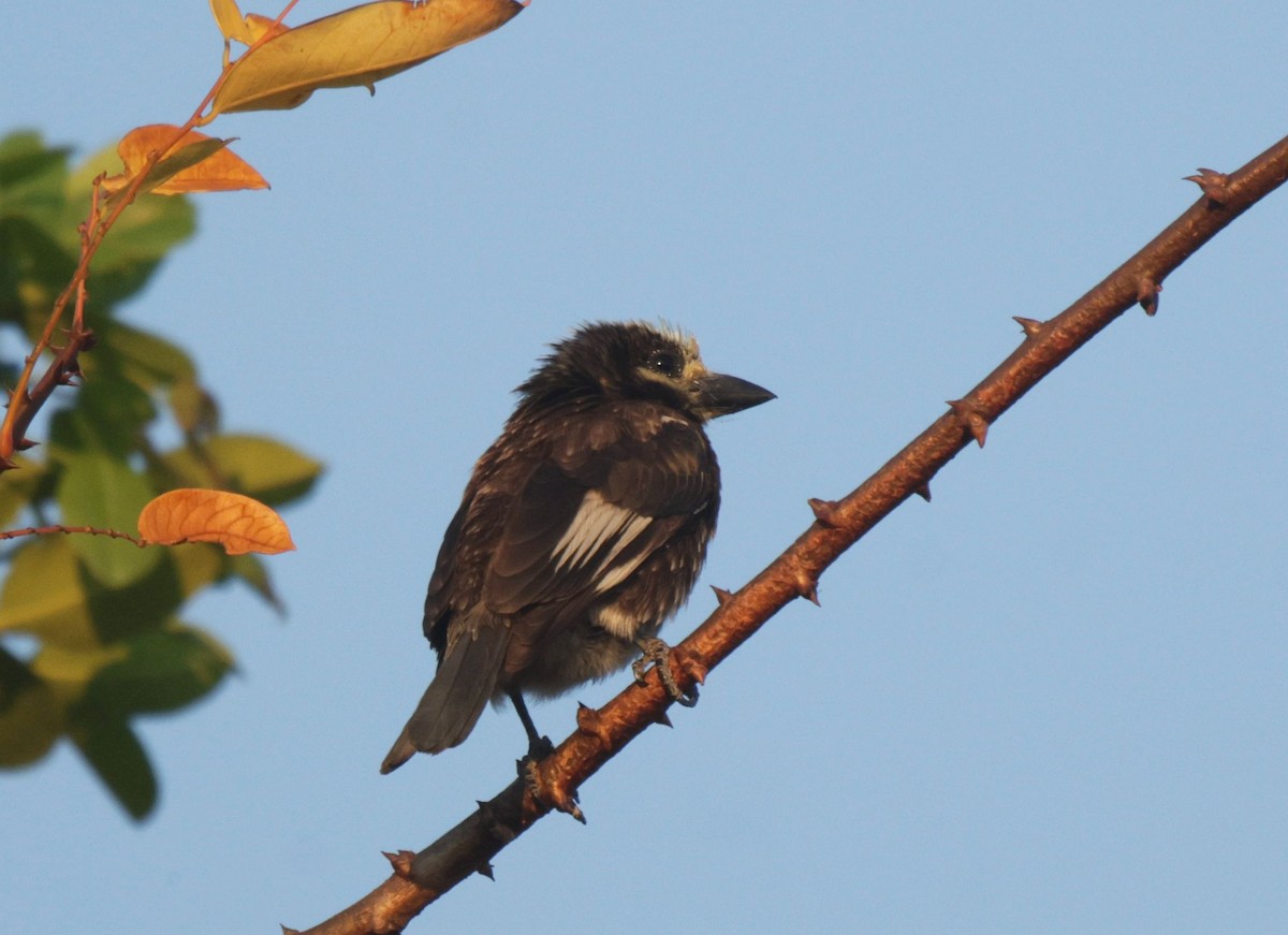 Whyte's Barbet - ML656627465