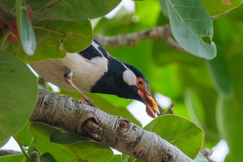 Indian Pied Starling media preview from Macaulay Library