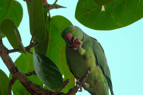 Rose-ringed Parakeet media preview from Macaulay Library