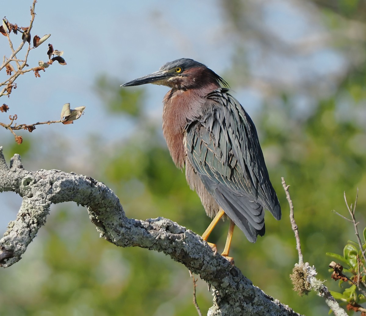 Green Heron - ML656628641