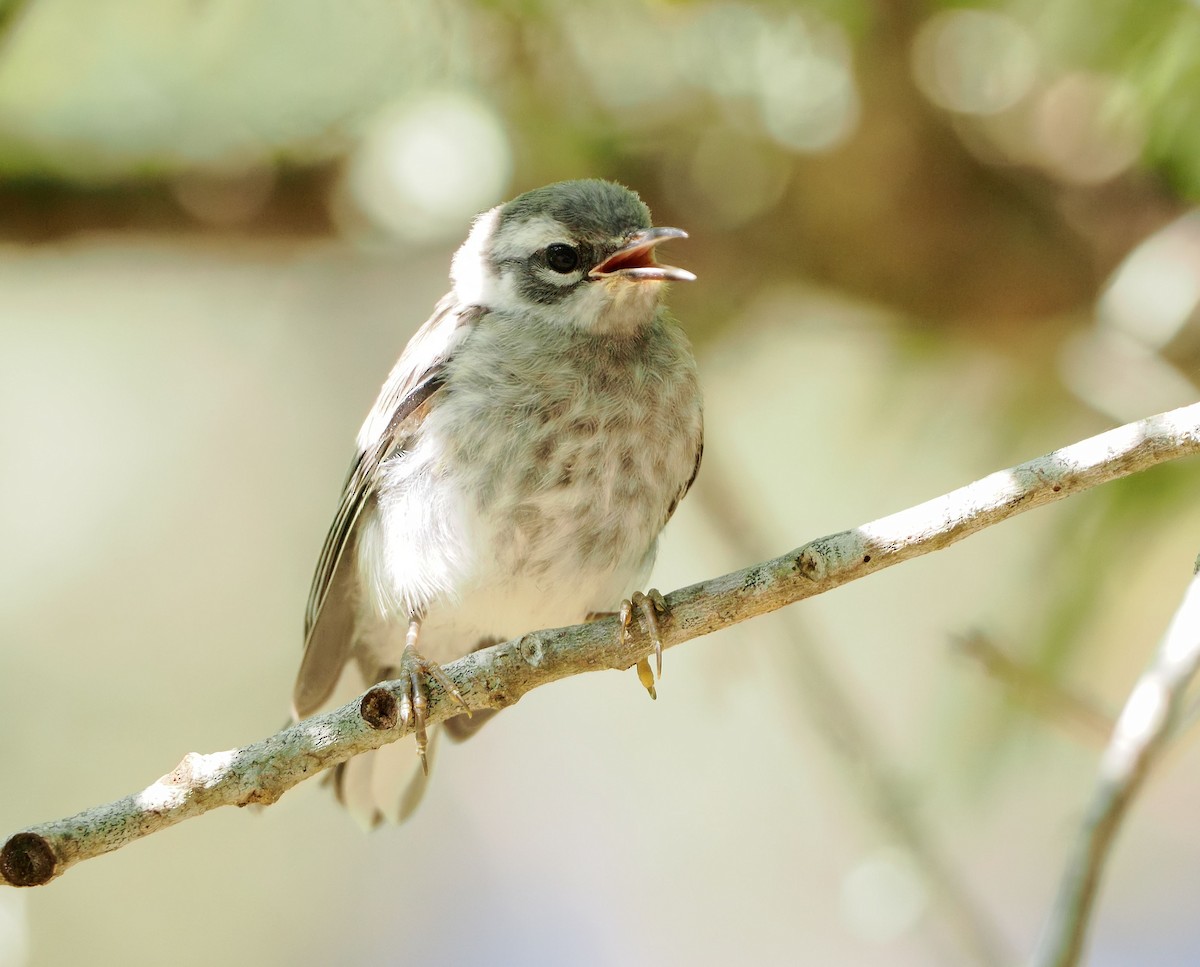 Yellow-throated Warbler - ML656628657