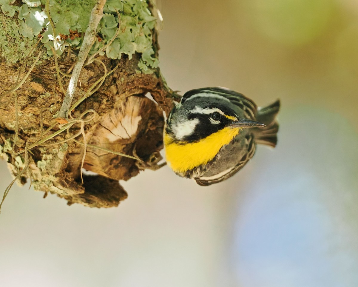 Yellow-throated Warbler - ML656628658