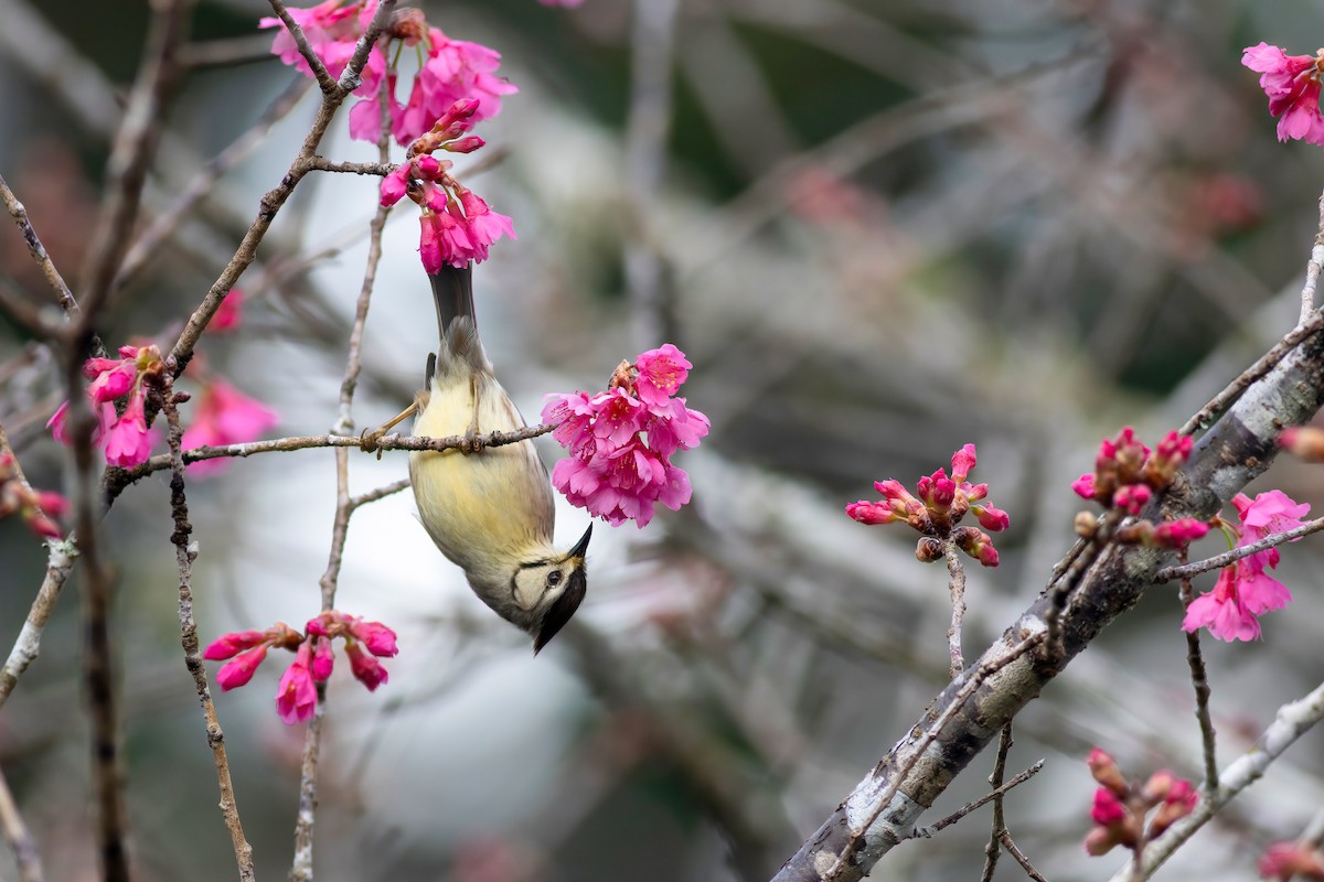 Taiwan Yuhina - ML656628891