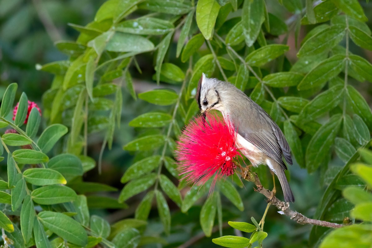 Taiwan Yuhina - ML656629000