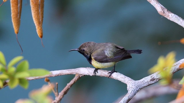 Ornate Sunbird (Ornate) - ML656629004