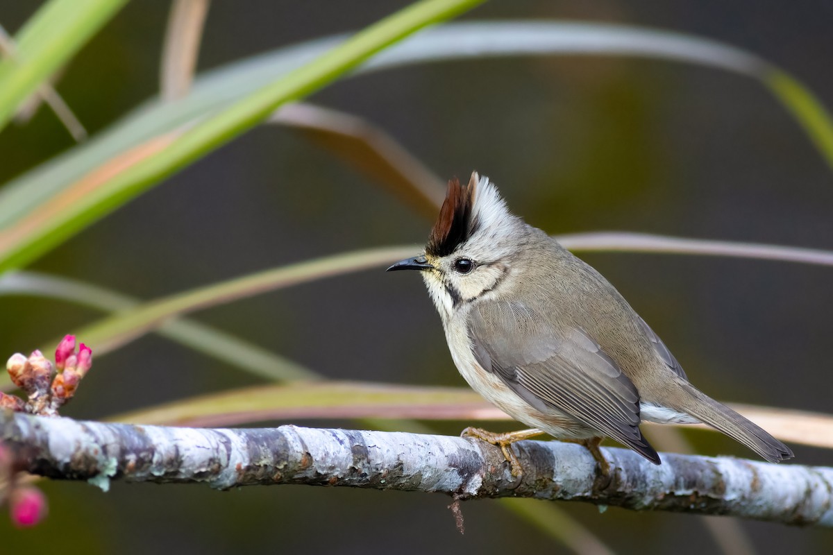 Taiwan Yuhina - ML656629108