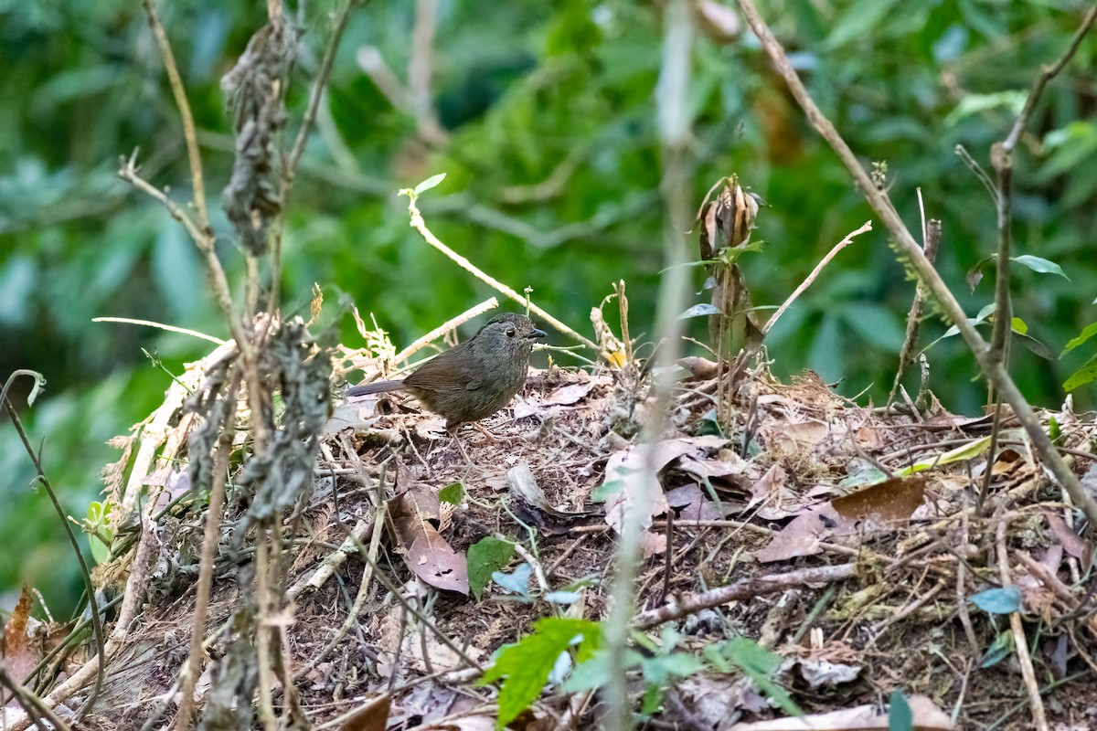Dusky Fulvetta - ML656629180
