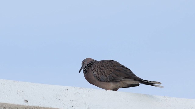 Китайская горлица (chinensis/tigrina) - ML656629365
