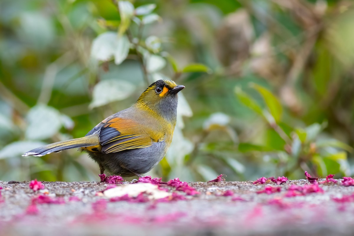 Taiwan Liocichla - ML656629404