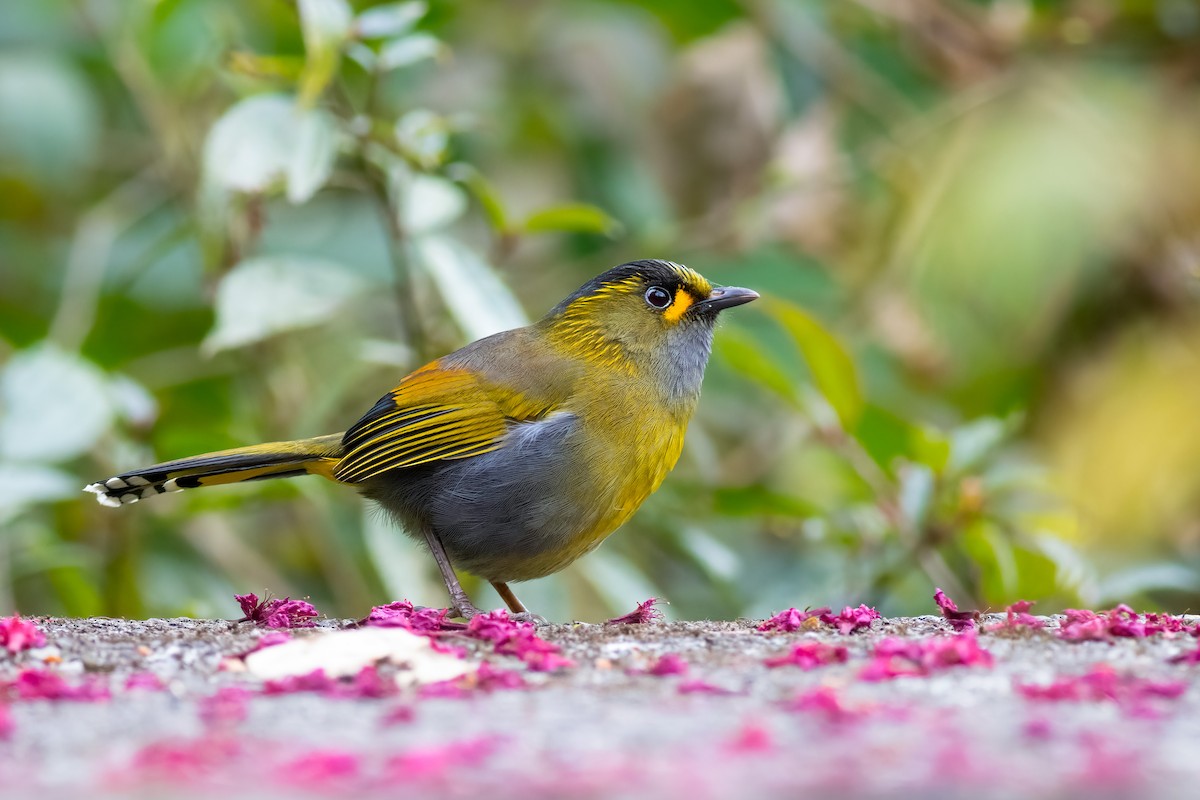 Taiwan Liocichla - ML656629660