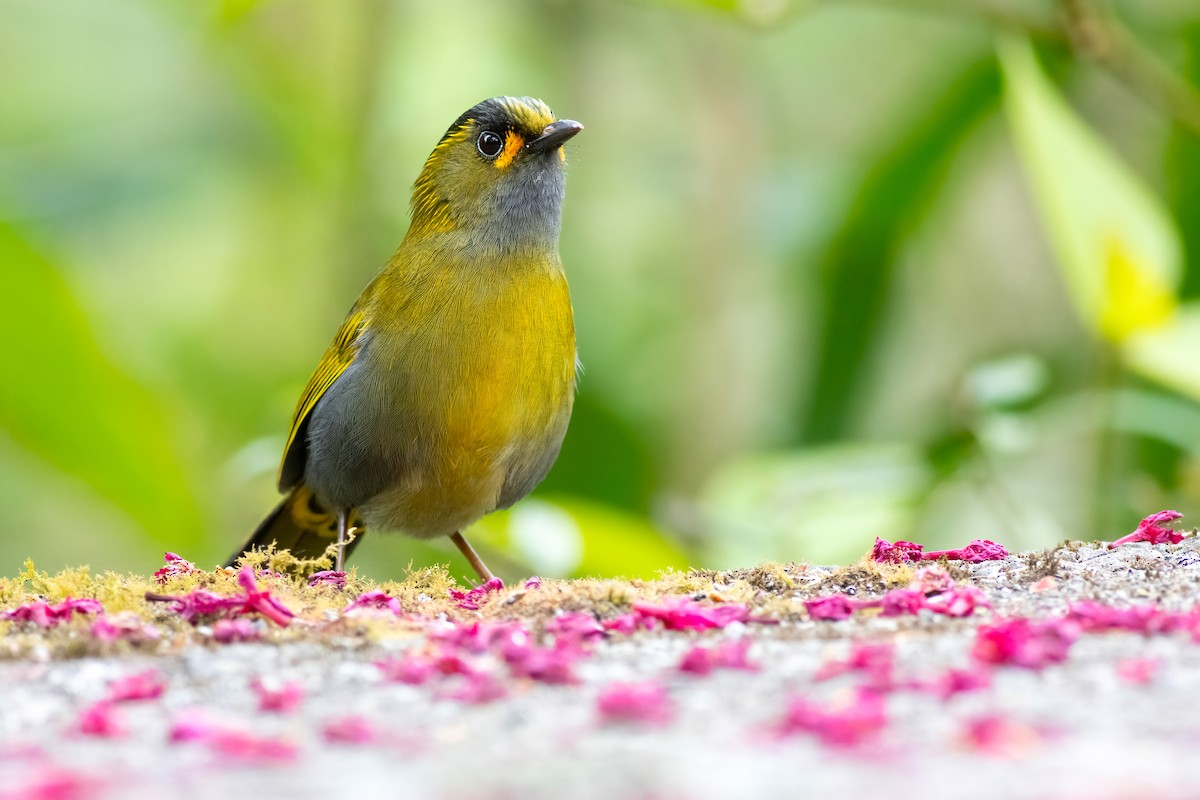 Taiwan Liocichla - ML656629872