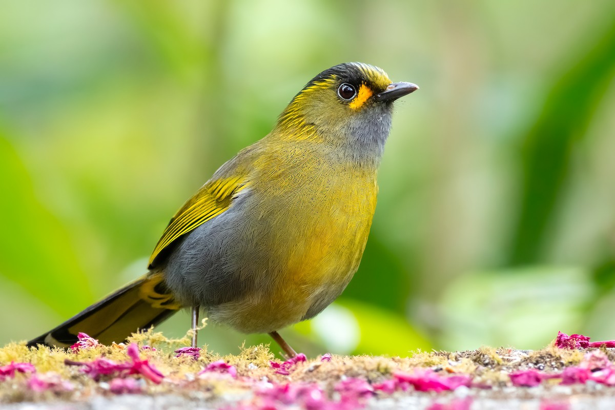 Taiwan Liocichla - ML656630010
