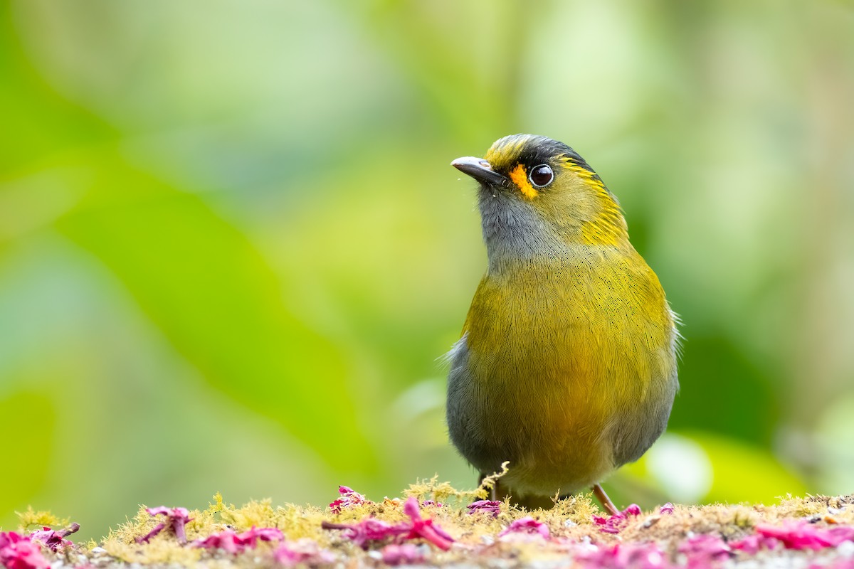 Taiwan Liocichla - ML656630160
