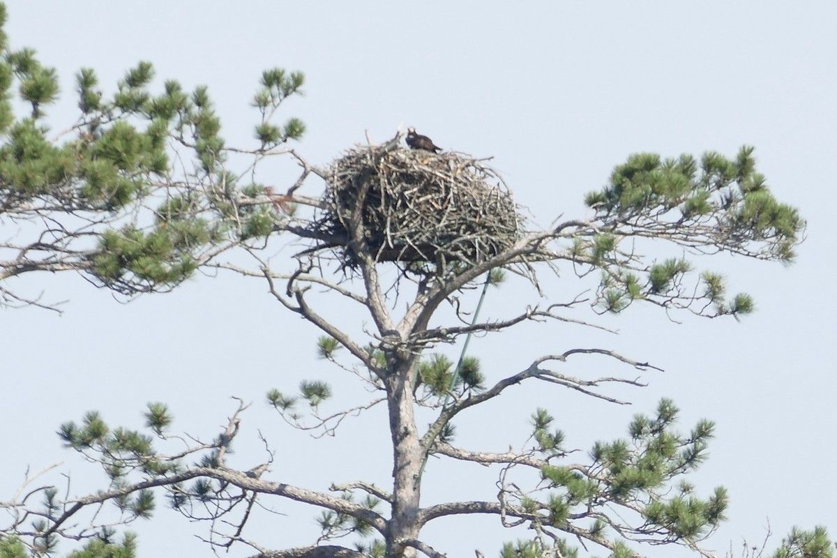 Osprey - ML65663031