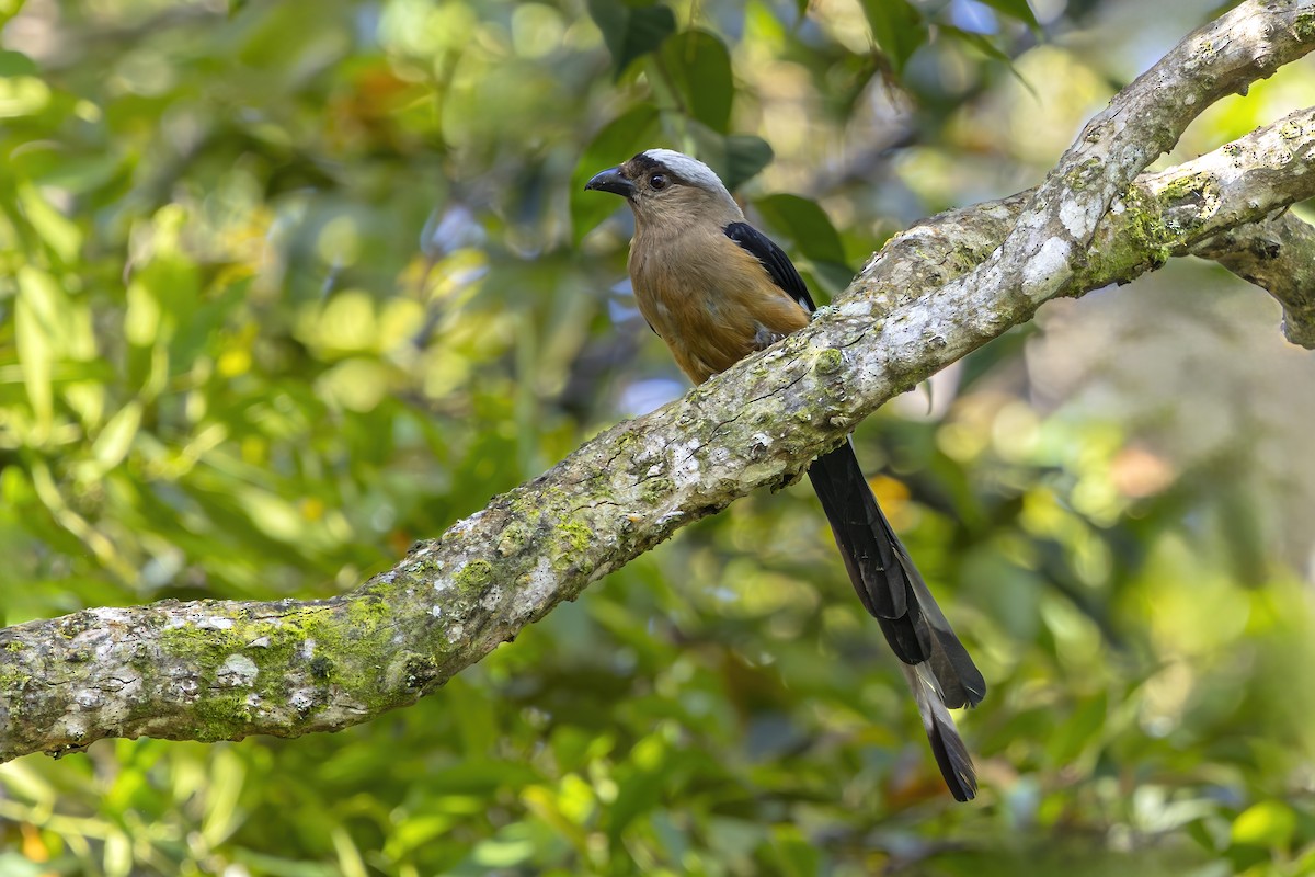 Urraca de Borneo - ML656630440