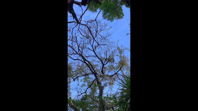 Mangrove Cuckoo - ML656631631