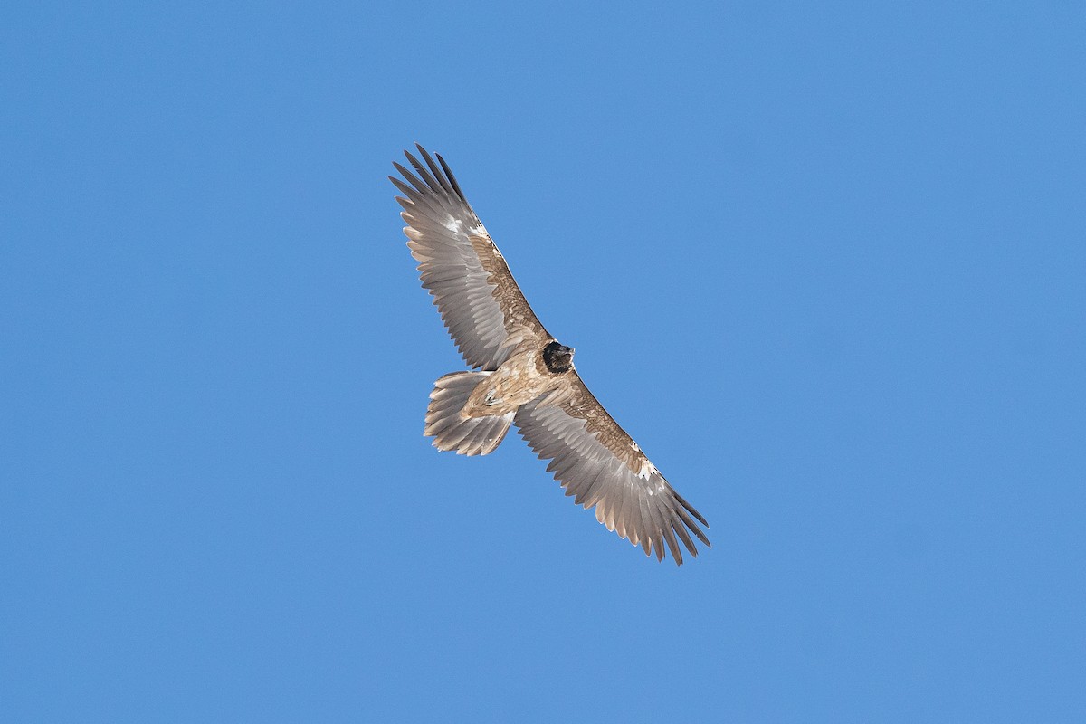 Bearded Vulture (Eurasian) - ML656632530
