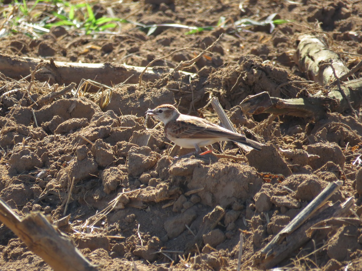 eBird Checklist - 5 May 2026 - Harwin Farm Marondera - 9 species