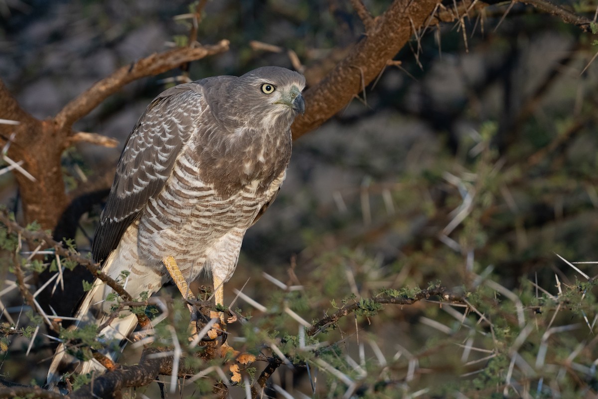 Eastern Chanting-Goshawk - ML656634762