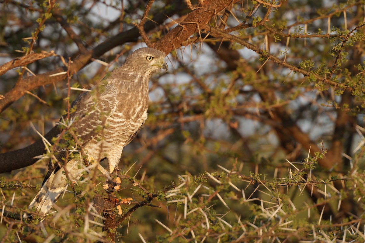 Eastern Chanting-Goshawk - ML656634764