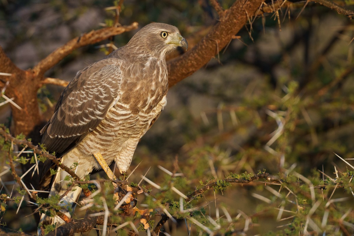 Eastern Chanting-Goshawk - ML656634765